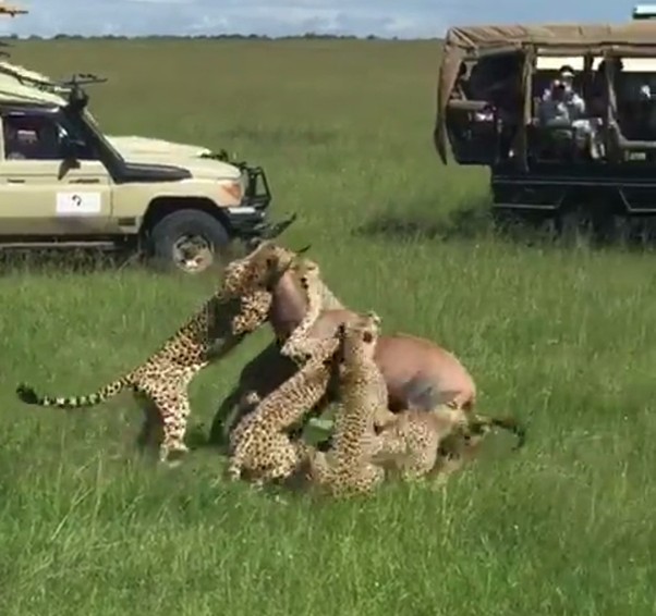 African Safari Destinations