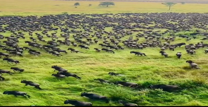 African Safari Destinations