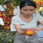 Africa Food Production Trends